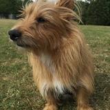 Jack, nickname Scruffy avatar