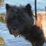 Gnasher avatar