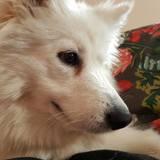 Yuki avatar