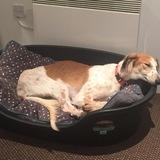 Rufus avatar
