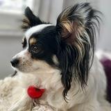 Philippe avatar