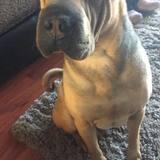 Bruno avatar