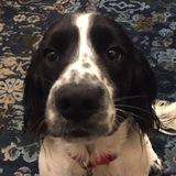 Rollo avatar