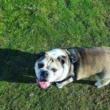Alfie avatar