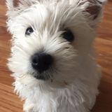 Nessie avatar