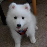 Buddy avatar