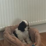 Puppies avatar