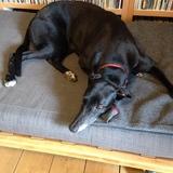 Dotty avatar