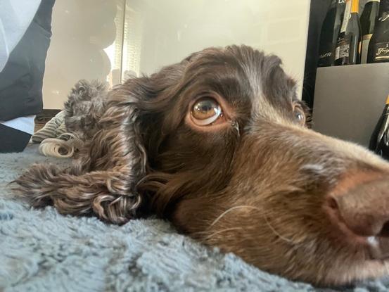 This is Bailey my dog - he lives with my mum and comes to stay with me whenever he wants!