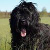 Maggie May avatar