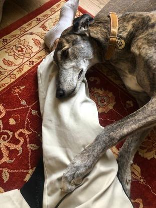 dempsey, a lovely shy greyhound