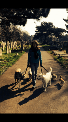 Dog walks