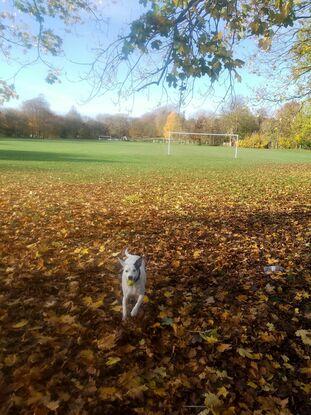 We are lucky to have beautiful parks nearby for autumn walks