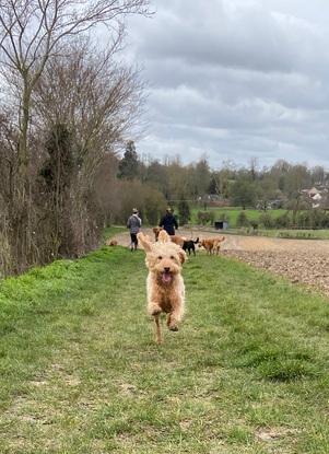 Alfie on a walk