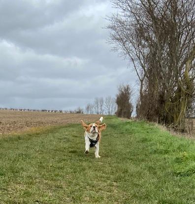 Winston on a walk