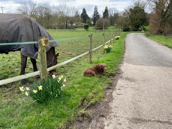 Georgie on a walk