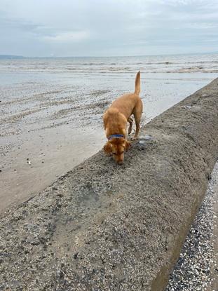 My own dog Ted at the beach