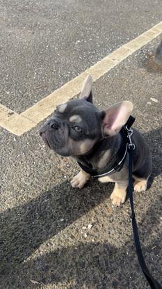 French bulldog on holiday with me while his parets got married