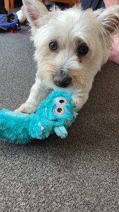 Westie