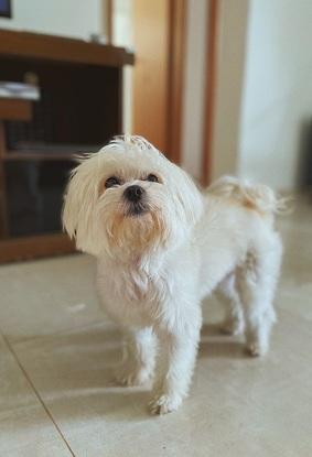 My dog, Ragnar, in Brazil 