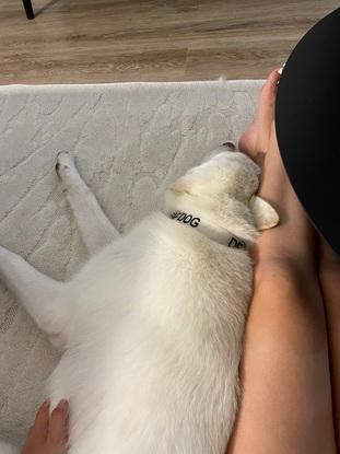 Deaf pup I fostered