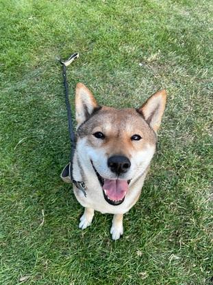 Dog I dogsit