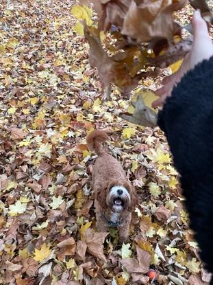 Dog I walked