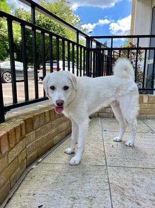 Deaf pup I fostered