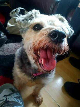 My aunt's dog, Ruby :]