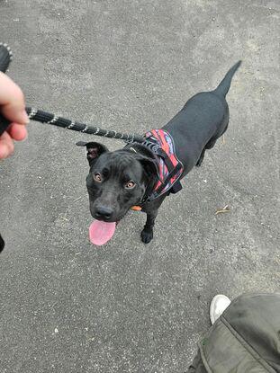 Rambo the Patterdale