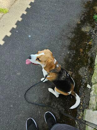 Poppy the beagle.