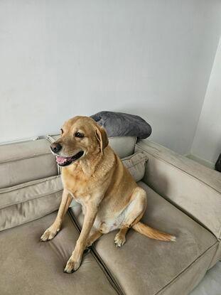 Chubsy the lab