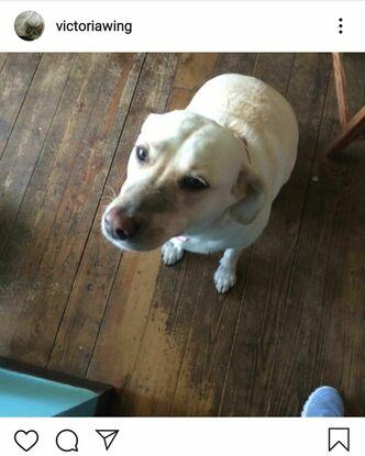Zoey my old dog