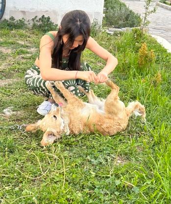 Dog I walked