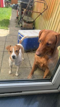 tony and vixen