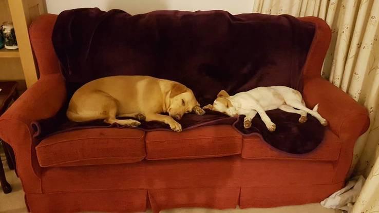 BoBo sleeping with Puppy (Rosie) at the doggy sofa.