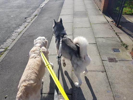 Dog walking