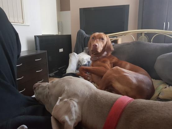 Weimaraner and vizla
