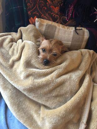 Cozy