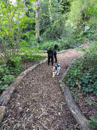 Palace Road Nature GARDEN walk