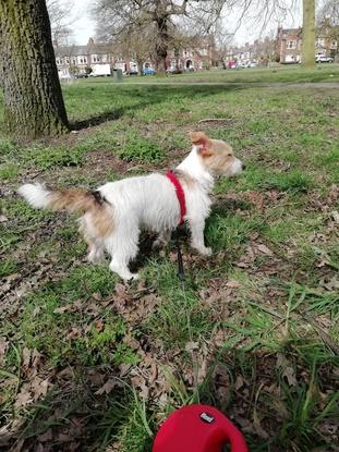 Walk in the park with Coco. 