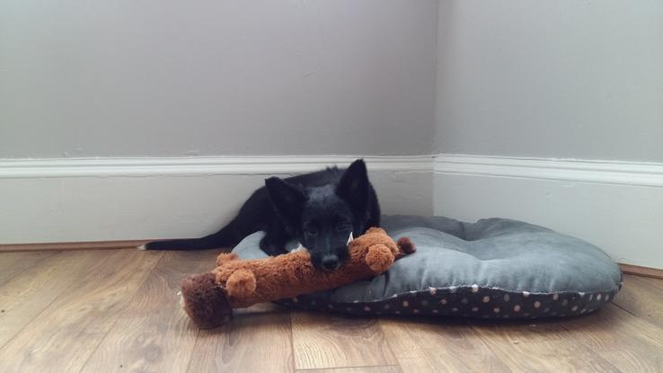 I also can take care of your new family member while you're working!