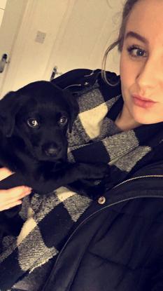 Lab puppy came to stay