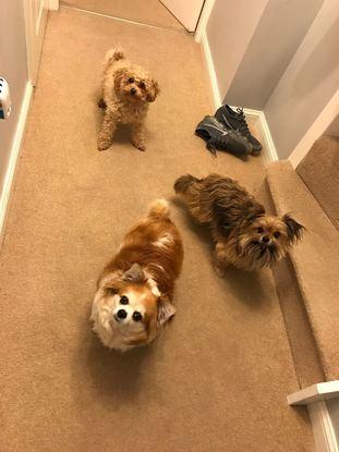 Three amegos

