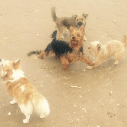 Day out on the beach
