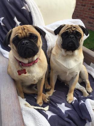 Eddie and Reggie 🐾