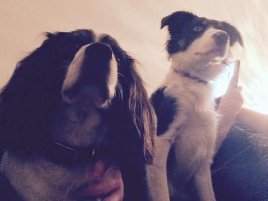My dog Scout (right) and my cousins dog Bess