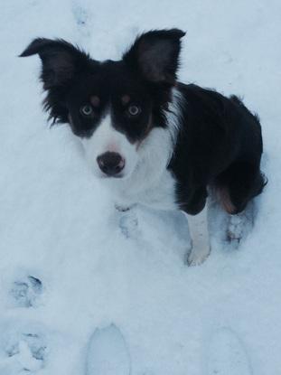 Scout had a fun day in the snow!