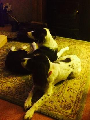 Scout and my cousins dog Bess 