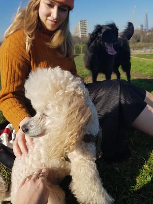 Frank, the spaniel/collie cross and a friend we met at the park!